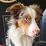 Taho a rejoint le concours — aidez-le/la à gagner de superbes lots ! dog, portrait, close_up, blue_eyes, fluffy, pet, canine, fur, nose, animal, indoor, looking_away, brown_and_white, ears, whiskers, domestic_animal, muzzle, household, expression, furry