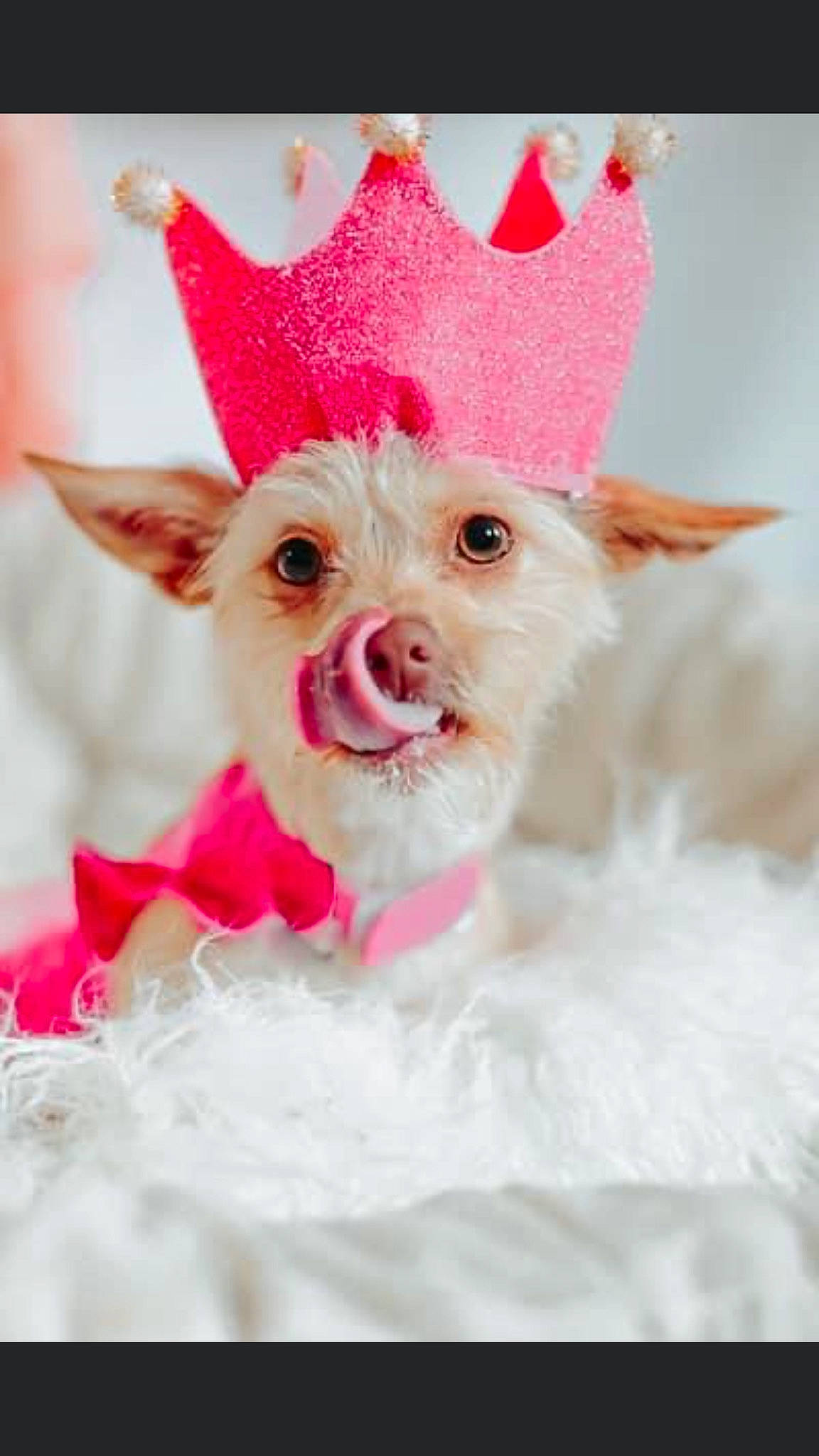 Meredith joined the competition — help win amazing prizes! canidae, carnivore, companion_dog, cone, costume_hat, dog, dog_breed, dog_supply, ear, event, fashion_accessory, fawn, fictional_character, fur, holiday, party_hat, pink, snout, whiskers, working_animal