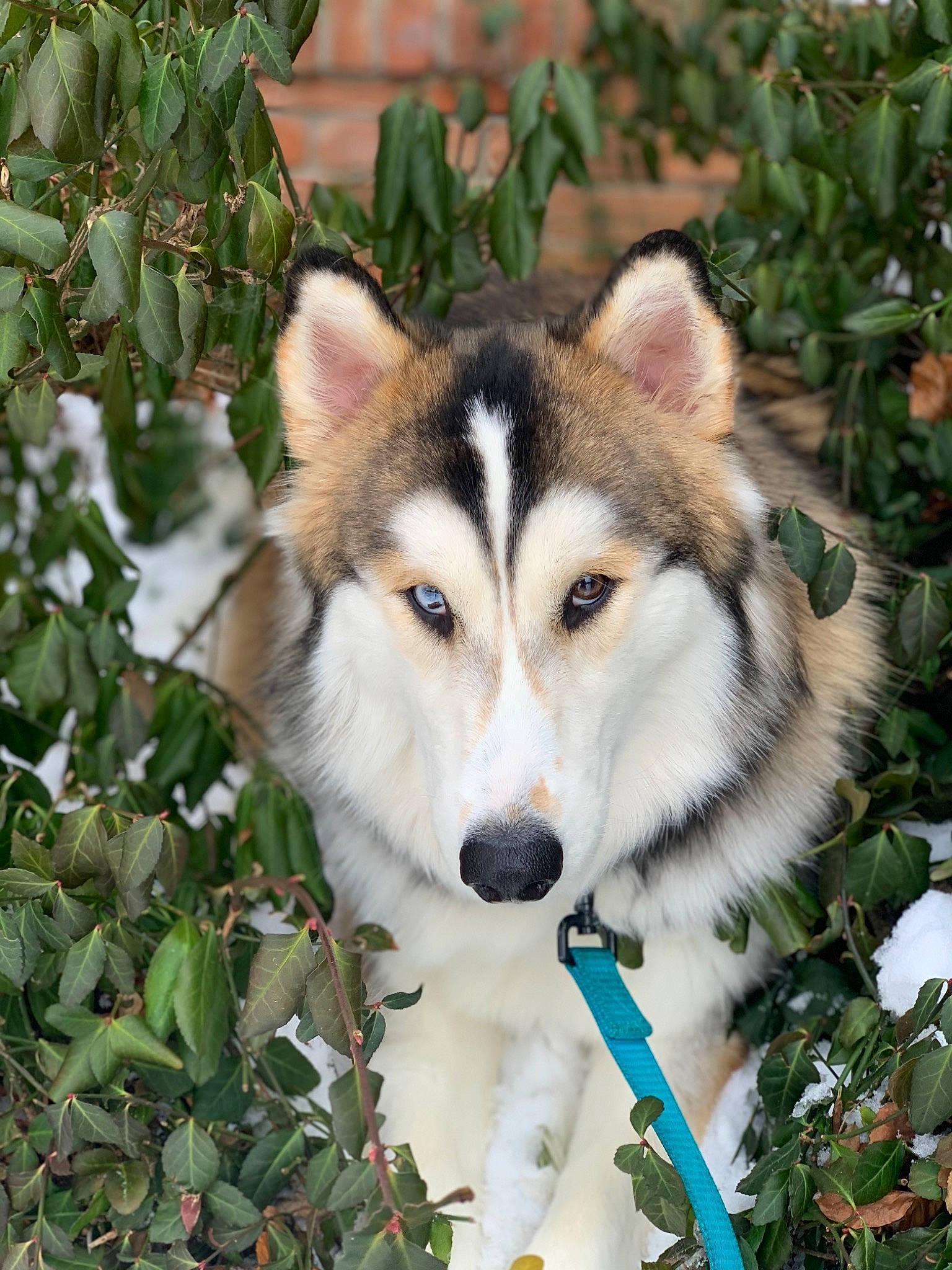 Arya joined the competition — help win amazing prizes! canidae, canis, carnivore, companion_dog, dog, dog_breed, eye, fur, grass, plant, siberian_husky, sled_dog, snout, snow, sporting_group, terrestrial_animal, whiskers, wolf, working_animal, working_dog