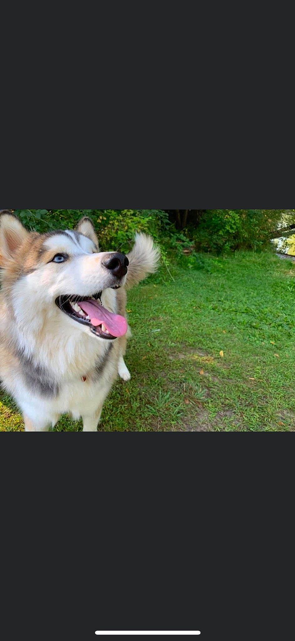 Arya is registered to the contest to win money with this photo: ancient_dog_breeds, canidae, carnivore, collar, companion_dog, dog, dog_breed, dog_collar, fang, fur, grass, herding_dog, paw, plant, sled_dog, smile, snout, sporting_group, whiskers, working_dog
