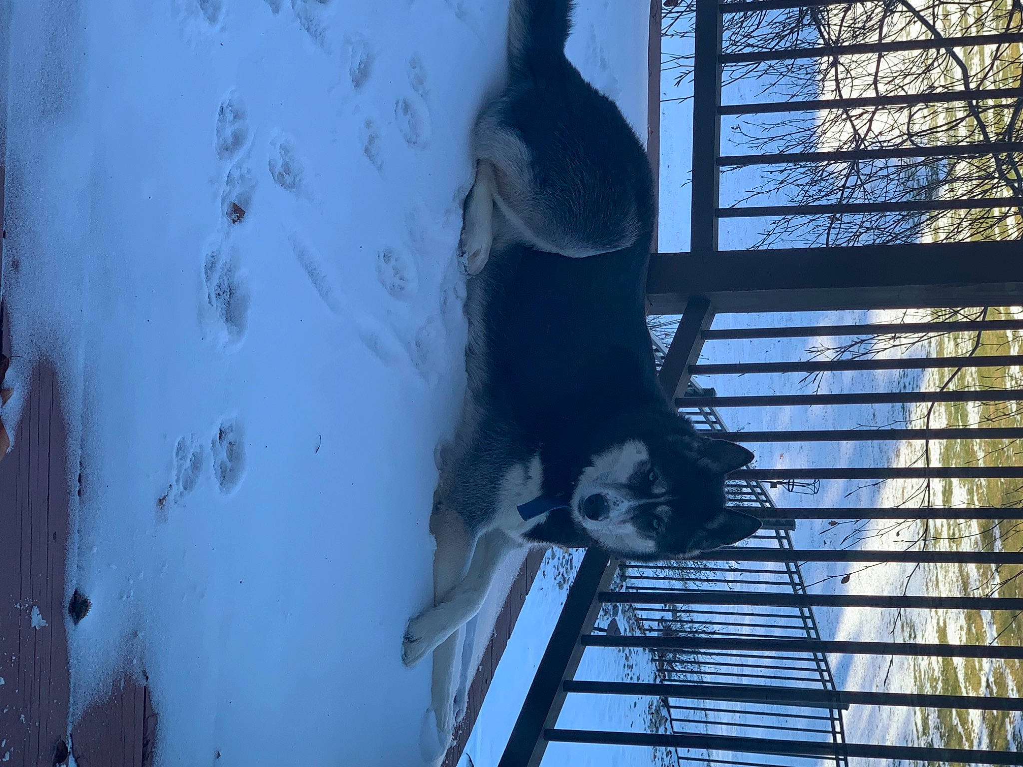 Nymeria is registered to the contest to win money with this photo: art, azure, daytime, electric_blue, freezing, fun, fur, glass, line, reflection, shadow, sky, snow, standing, tints_and_shades, tree, wall, water, window, winter