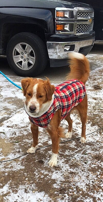 Zeus is registered to the contest to win money with this photo: automotive_lighting, automotive_tire, car, carnivore, companion_dog, dog, dog_breed, fawn, fender, mammal, motor_vehicle, road_surface, sidewalk, tartan, tire, tread, vehicle, vertebrate, wheel, white