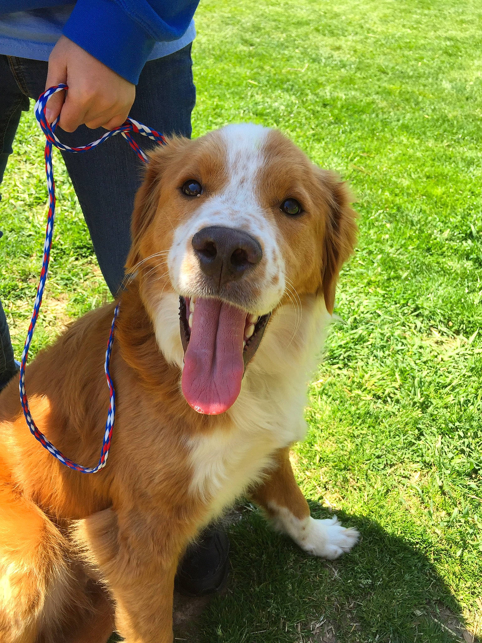 Zeus is registered to the contest to win money with this photo: canidae, carnivore, collar, companion_dog, dog, dog_breed, dog_collar, fashion_accessory, fawn, grass, leash, liver, pet_supply, plant, shorts, smile, snout, sporting_group, whiskers, working_animal