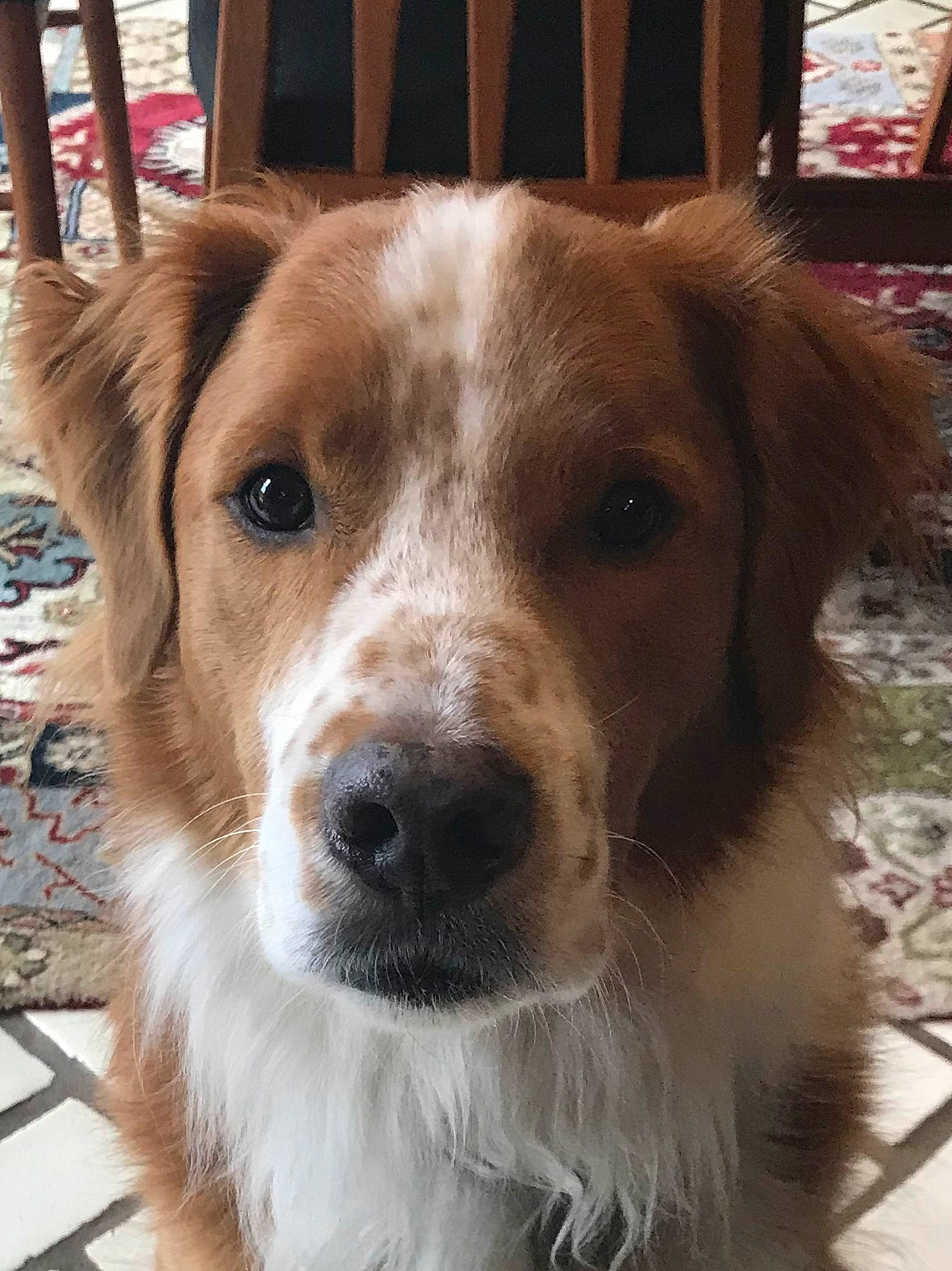 Zeus joined the competition — help win amazing prizes! canidae, carnivore, collar, companion_dog, dog, dog_breed, dog_collar, fawn, fur, gun_dog, hardwood, liver, snout, sporting_group, terrestrial_animal, whiskers, window, wood, working_animal, working_dog