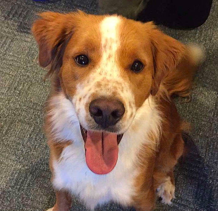 Zeus is registered to the contest to win money with this photo: canidae, carnivore, companion_dog, dog, dog_breed, fawn, fur, kromfohrlander, snout, sporting_group, whiskers