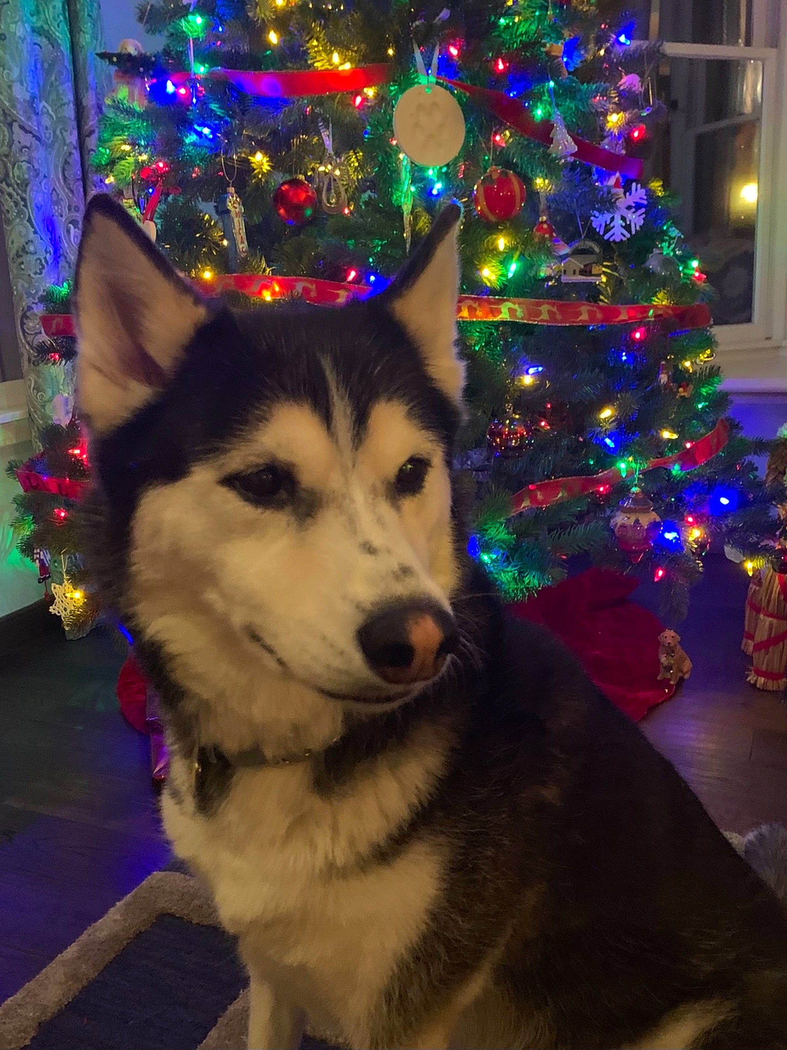 Voodoo is registered to the contest to win money with this photo: canis, carnivore, christmas_decoration, christmas_ornament, christmas_tree, companion_dog, conifer, dog, dog_breed, event, fawn, fur, holiday, light, ornament, sled_dog, snapshot, tree, winter, wolf