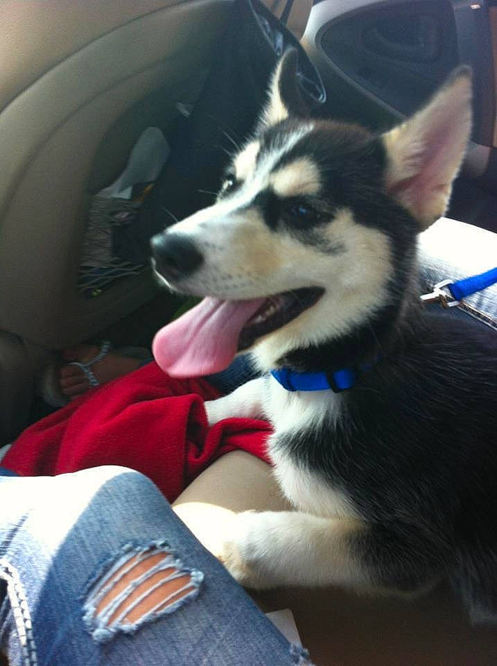 Voodoo joined the competition — help win amazing prizes! canidae, canis, car, carnivore, comfort, companion_dog, denim, dog, dog_breed, fur, recreation, siberian_husky, sled_dog, snout, sporting_group, vehicle, vehicle_door, whiskers, windshield, working_animal