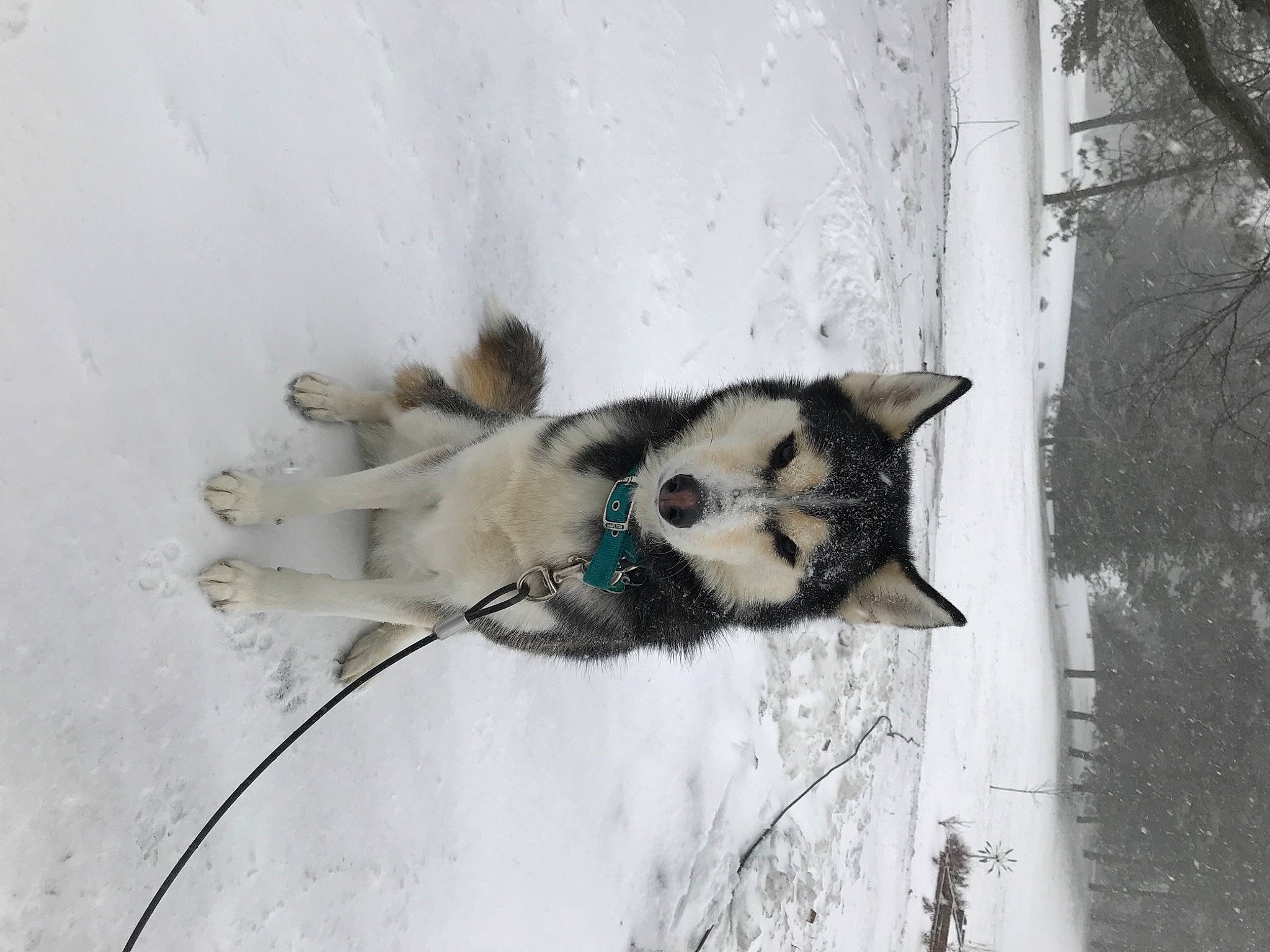 Voodoo joined the competition — help win amazing prizes! canidae, carnivore, cat, dog_breed, door, felidae, freezing, fur, plant, small_to_medium_sized_cats, snout, snow, sporting_group, tail, terrestrial_animal, tree, twig, whiskers, window, winter