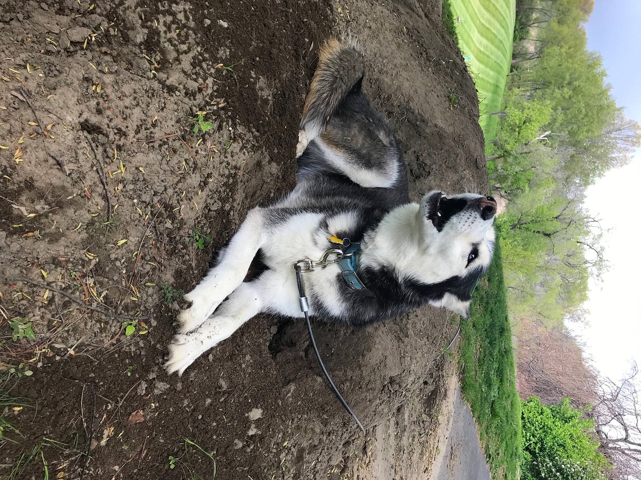 Voodoo is registered to the contest to win money with this photo: carnivore, dog, dog_breed, fur, grass, non_sporting_group, plant, sky, snout, soil, tail, terrestrial_animal, tree, trunk, wilderness, wildlife, working_animal