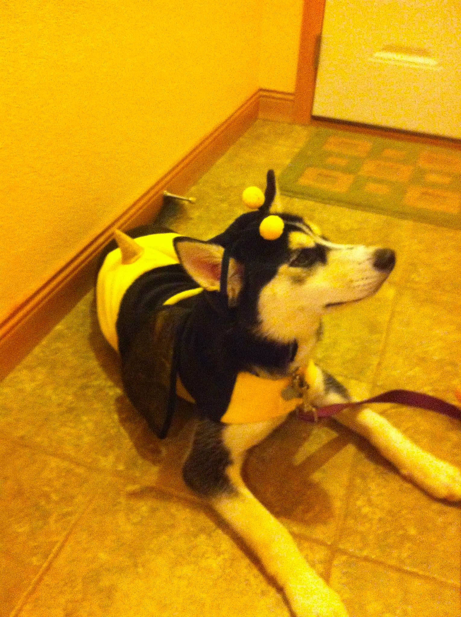 Voodoo joined the competition — help win amazing prizes! carnivore, collar, companion_dog, dog, dog_breed, dog_collar, dog_supply, floor, flooring, hardwood, paw, pet_supply, snout, sporting_group, tail, terrestrial_animal, wood, working_animal, working_dog, yellow