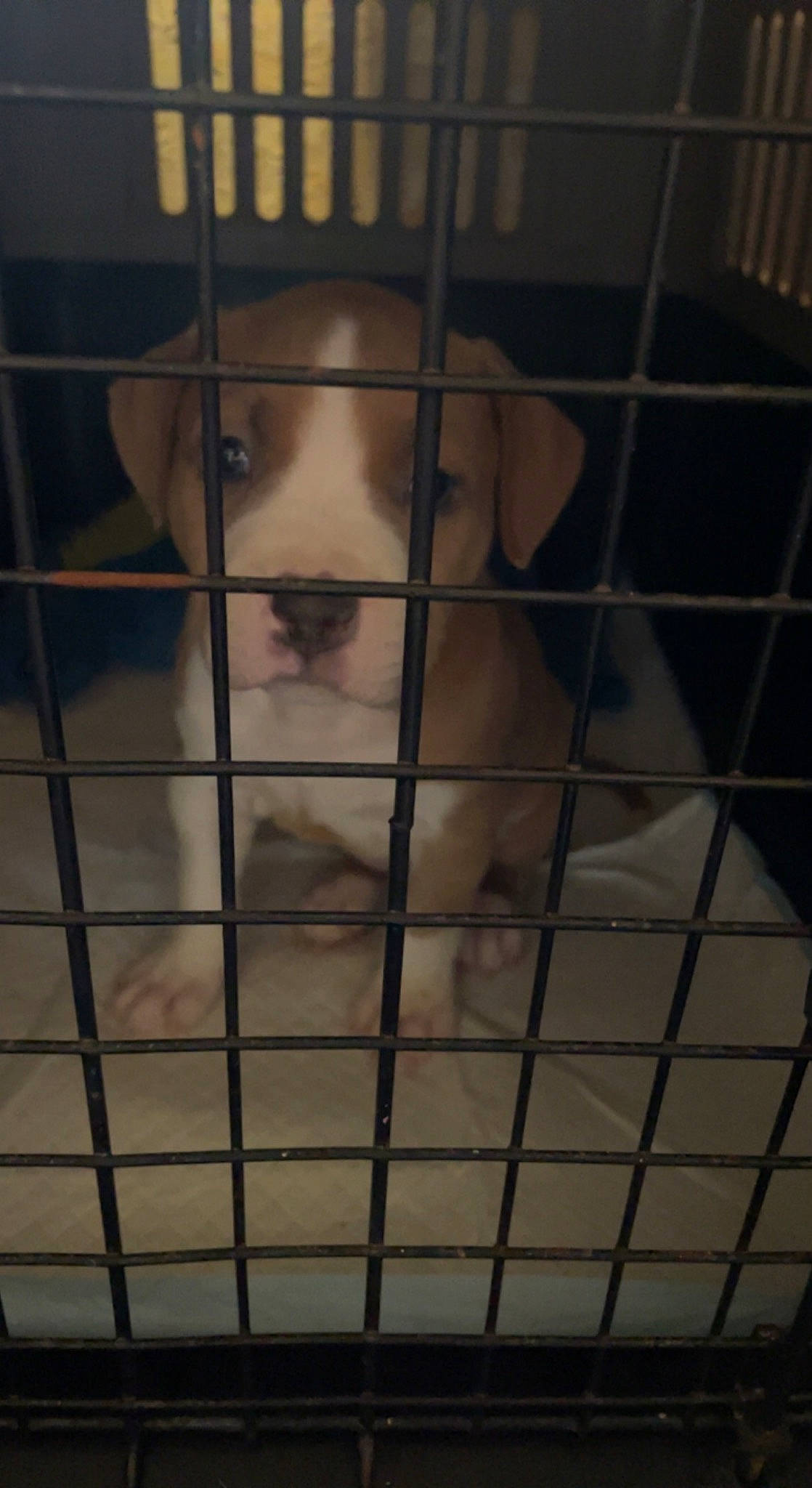 Lola Marie joined the competition — help win amazing prizes! animal_shelter, cage, canidae, carnivore, companion_dog, dog, dog_breed, dog_crate, dog_supply, fawn, felidae, fur, mammal, pet_supply, service, small_to_medium_sized_cats, snout, sporting_group, toy_dog, whiskers