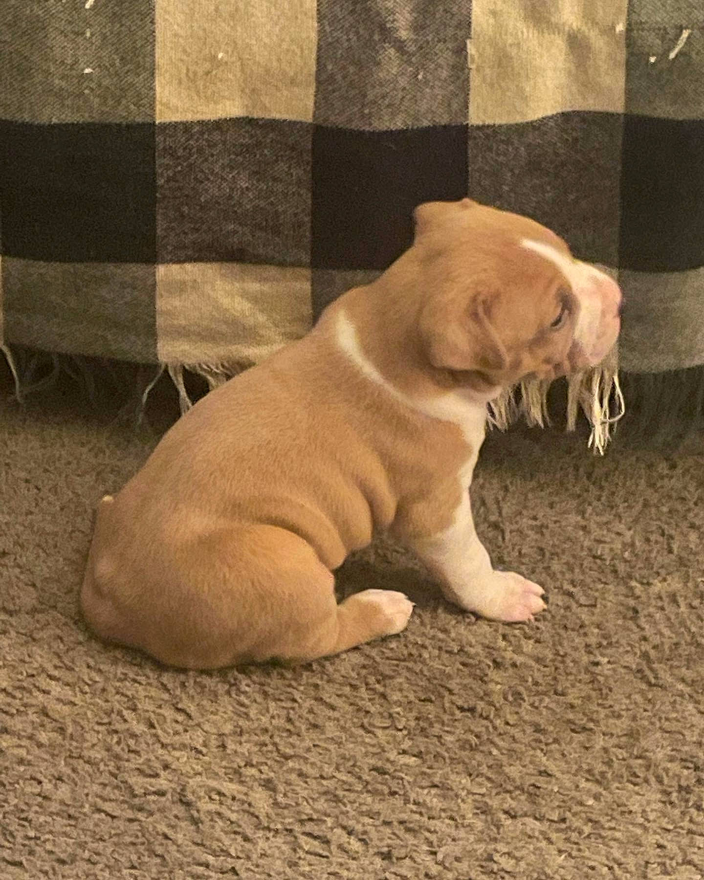 Lola Marie is registered to the contest to win money with this photo: canidae, carnivore, comfort, companion_dog, dog, dog_breed, fawn, felidae, flooring, fur, liver, ori_pei, paw, tail, terrestrial_animal, toy_dog, whiskers, wood, working_animal, wrinkle