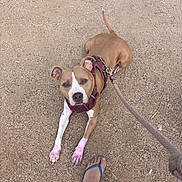 Lola Marie Marin joined the competition — help win amazing prizes! animal, brown_dog, canine, dirt, dog, floppy_ears, ground, harness, human_foot, leash, looking_up, outdoor, pet, pink_paws, pit_bull, portrait, short_hair, standing, walk, white_markings