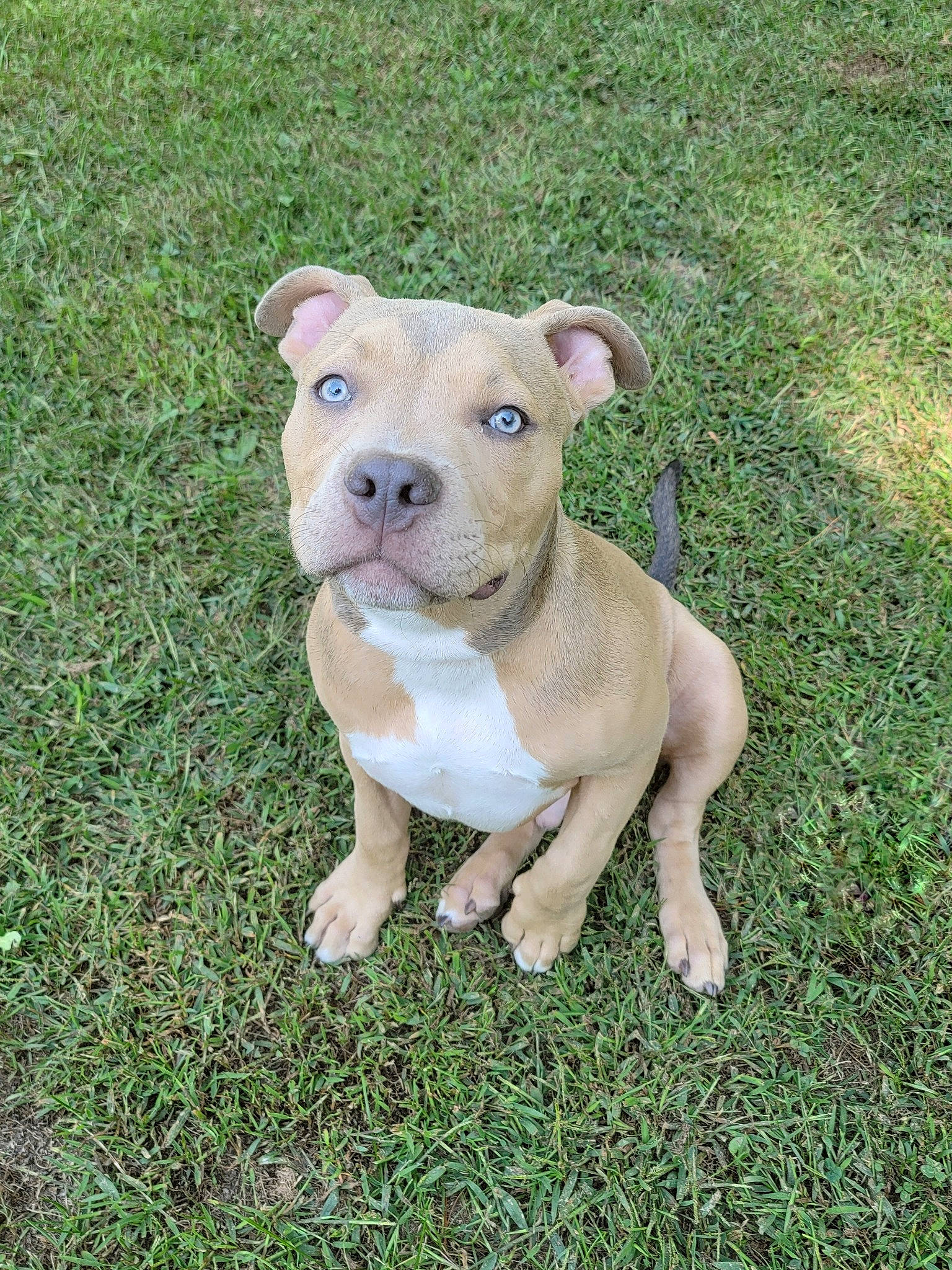 Tonka is registered to the contest to win money with this photo: american_bulldog, american_pit_bull_terrier, american_staffordshire_terrier, canidae, carnivore, companion_dog, dog, dog_breed, dorset_olde_tyme_bulldogge, fawn, grass, mammal, molosser, non_sporting_group, pit_bull, rare_breed_dog, snout, sporting_group, staffordshire_bull_terrier, vertebrate