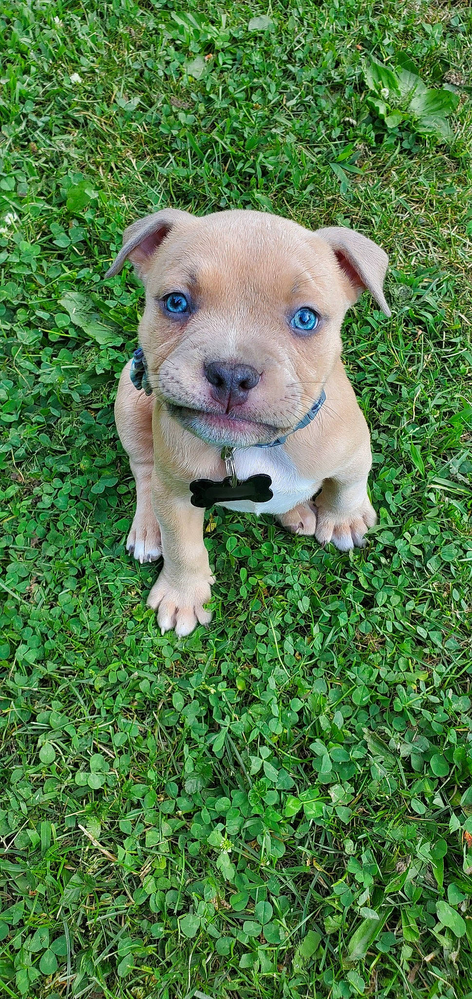 Tonka is registered to the contest to win money with this photo: american_pit_bull_terrier, american_staffordshire_terrier, australian_bulldog, canidae, carnivore, companion_dog, dog, dog_breed, fawn, grass, mammal, molosser, non_sporting_group, pit_bull, puppy, rare_breed_dog, snout, staffordshire_bull_terrier, vertebrate