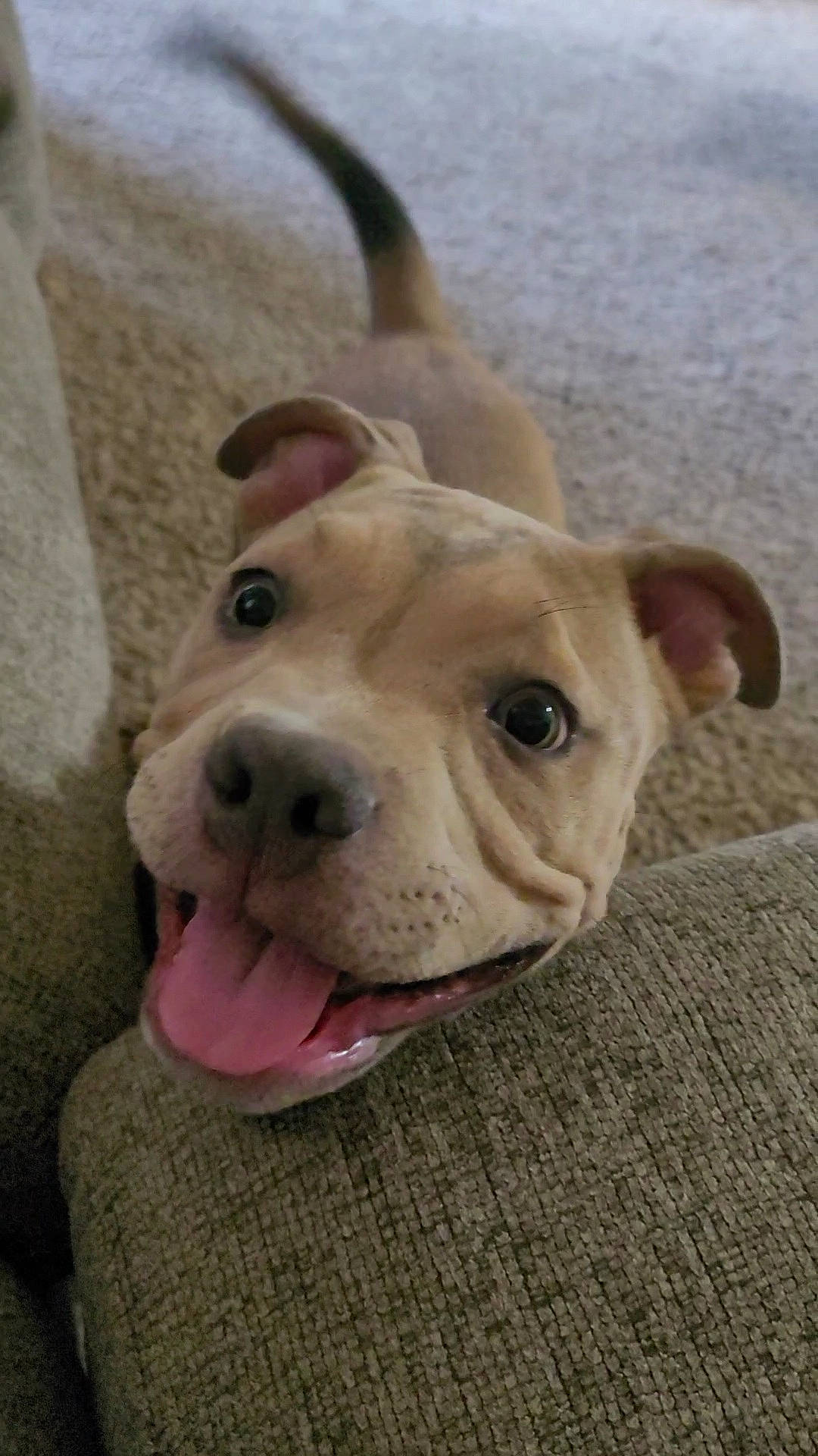 Tonka is registered to the contest to win money with this photo: american_bulldog, american_pit_bull_terrier, american_staffordshire_terrier, canidae, carnivore, companion_dog, dog, dog_breed, ear, fawn, mammal, non_sporting_group, nose, pit_bull, puppy, rare_breed_dog, snout, staffordshire_bull_terrier, vertebrate