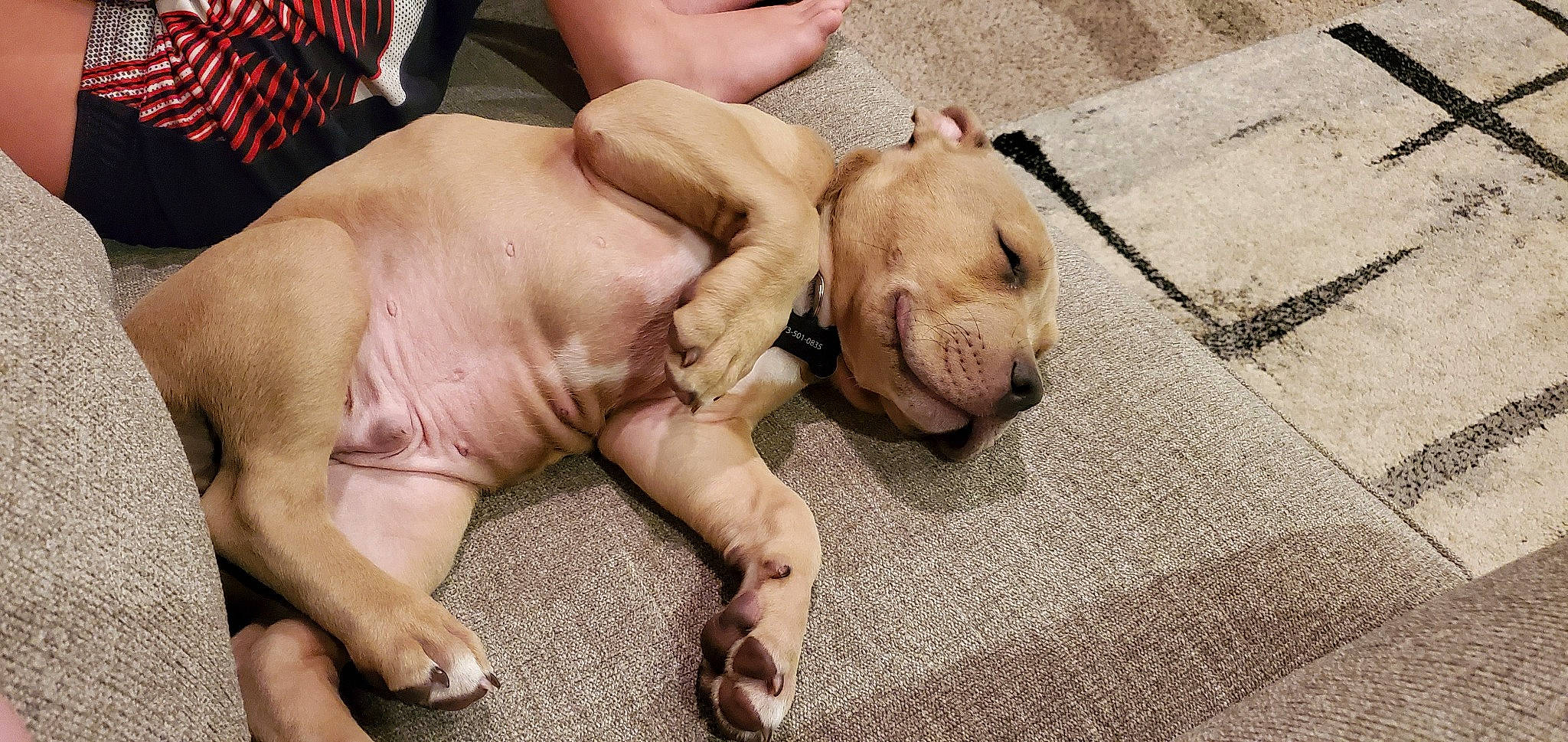 Tonka is registered to the contest to win money with this photo: bullmastiff, canidae, carnivore, dog, dog_breed, fawn, french_bulldog, nap, non_sporting_group, paw, puppy, snout, sporting_group