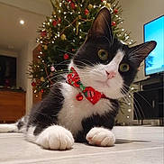 Figaro a rejoint le concours — aidez-le/la à gagner de superbes lots ! cat, tuxedo_cat, pet, animal, black_and_white, christmas, christmas_tree, festive, bow, collar, indoors, living_room, home, floor, lying_down, paws, whiskers, green_eyes, portrait, holiday_decorations