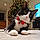 Figaro