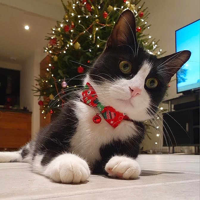 Figaro a rejoint le concours — aidez-le/la à gagner de superbes lots ! cat, tuxedo_cat, pet, animal, black_and_white, christmas, christmas_tree, festive, bow, collar, indoors, living_room, home, floor, lying_down, paws, whiskers, green_eyes, portrait, holiday_decorations