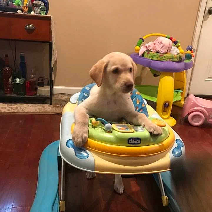 Kodie