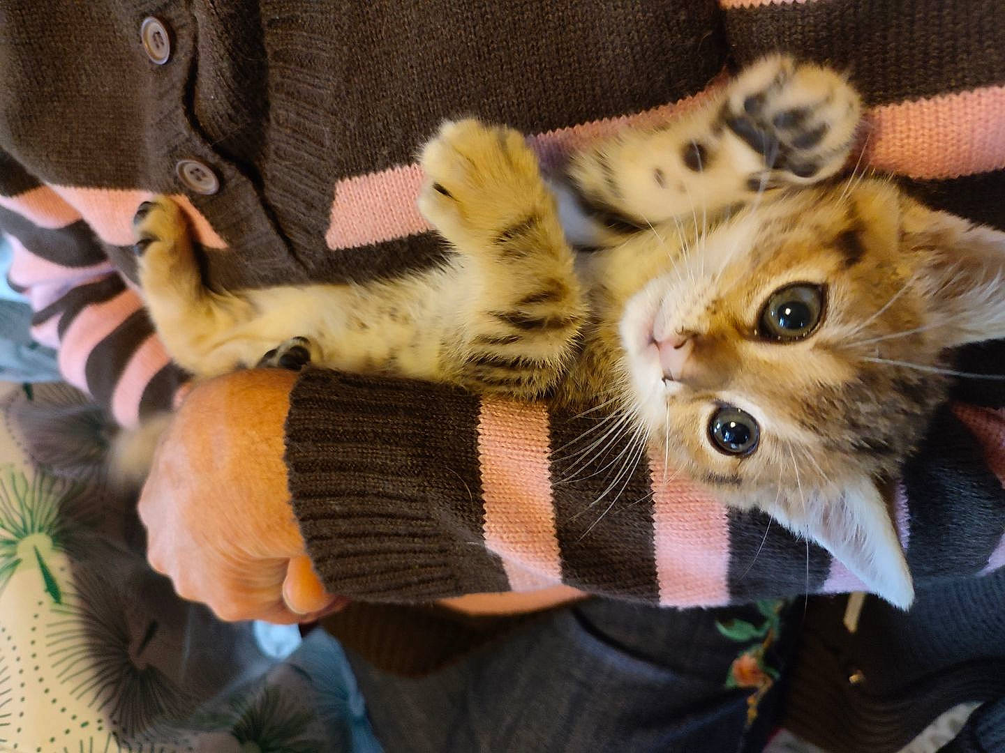 Symba participe au concours pour gagner de l'argent avec cette photo : carnivore, cat, child, claw, comfort, domestic_short_haired_cat, fashion_accessory, fawn, felidae, fur, human_leg, lap, paw, plush, small_to_medium_sized_cats, snout, stuffed_toy, tail, toy, whiskers