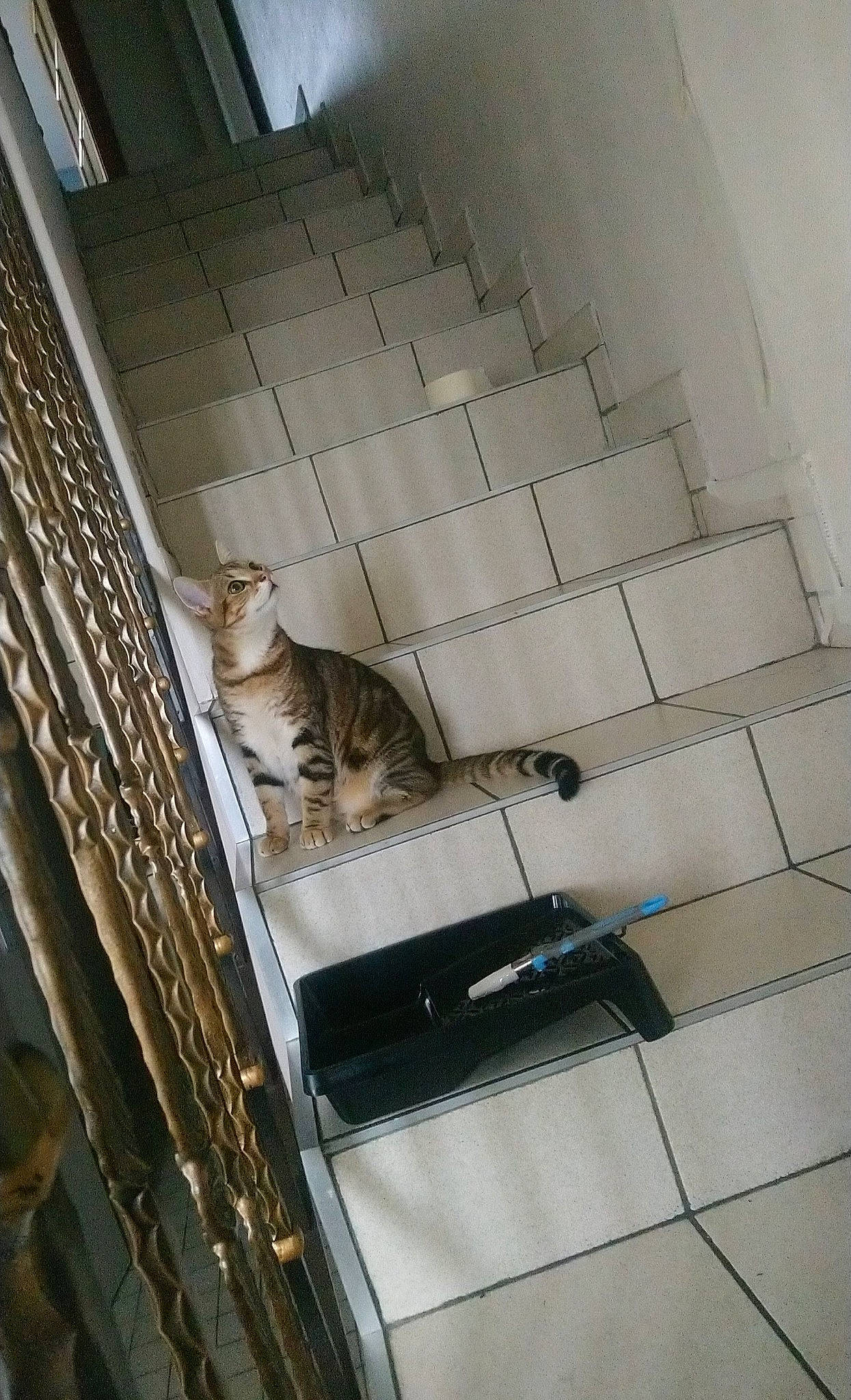 Symba a rejoint le concours — aidez-le/la à gagner de superbes lots ! building, carnivore, cat, ceiling, domestic_short_haired_cat, door, felidae, floor, flooring, glass, handrail, hardwood, metal, pet_supply, room, small_to_medium_sized_cats, stairs, tail, whiskers, wood