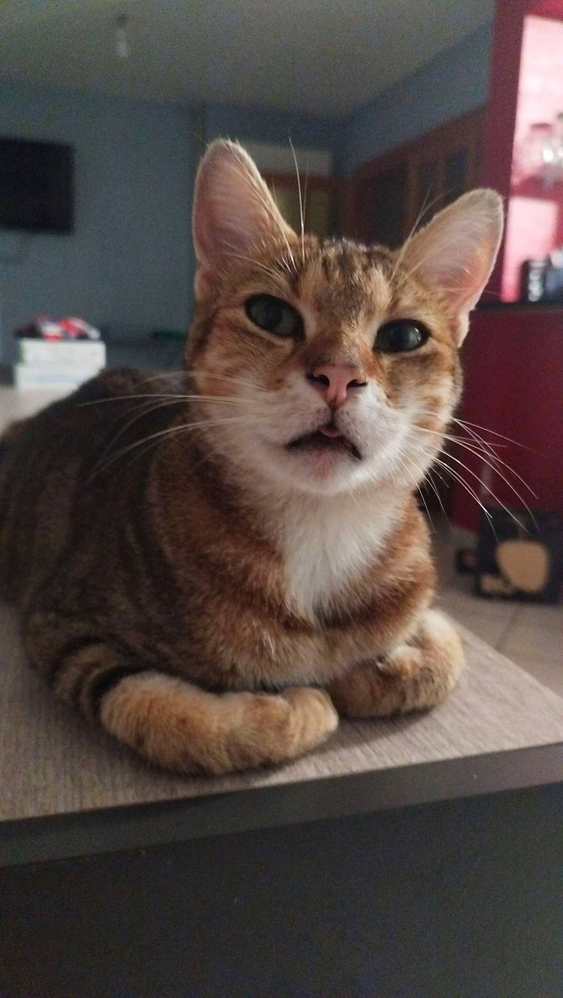 Symba a rejoint le concours — aidez-le/la à gagner de superbes lots ! carnivore, cat, domestic_short_haired_cat, fawn, felidae, fur, paw, sitting, small_to_medium_sized_cats, snout, whiskers, window