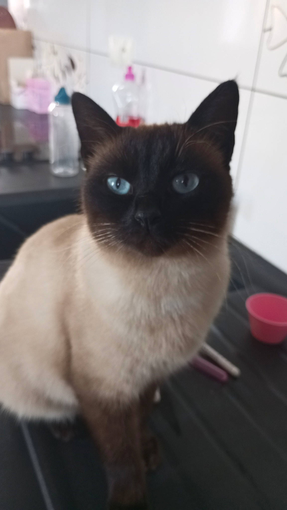 Paprika participe au concours pour gagner de l'argent avec cette photo : carnivore, cat, fawn, felidae, flooring, fur, kitchen_utensil, siamese, small_to_medium_sized_cats, snout, tableware, terrestrial_animal, whiskers