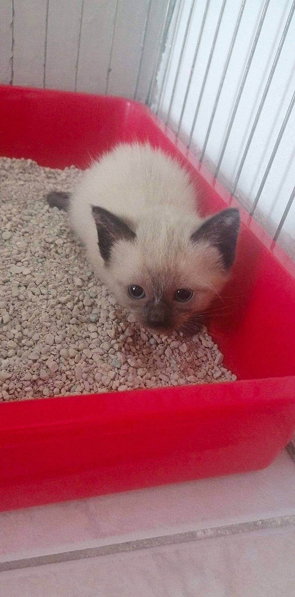 Paprika participe au concours pour gagner de l'argent avec cette photo : balinese, box, carnivore, cat, cat_supply, claw, domestic_short_haired_cat, fawn, felidae, fur, paw, siamese, small_to_medium_sized_cats, snout, tail, tonkinese, whiskers