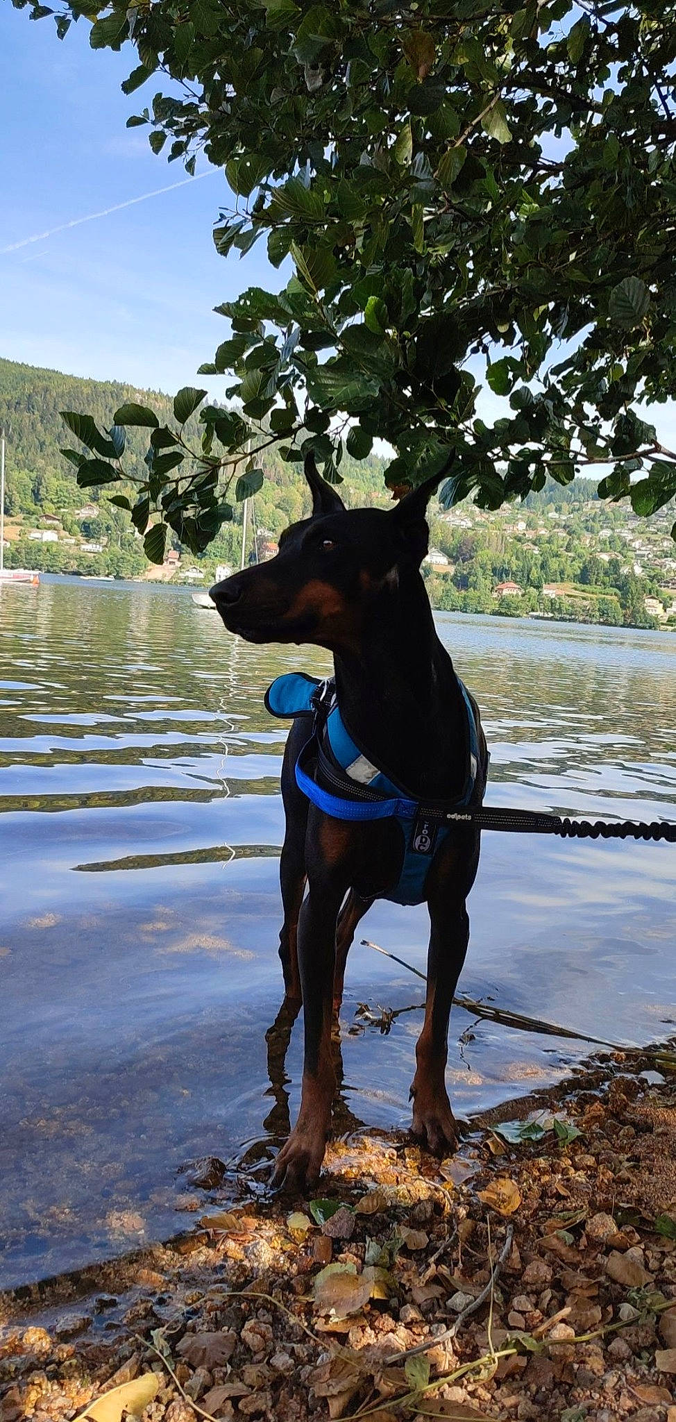 Ross a rejoint le concours — aidez-le/la à gagner de superbes lots ! canidae, carnivore, collar, companion_dog, dog, dog_breed, dog_collar, dog_supply, fawn, guard_dog, lake, liquid, pet_supply, plant, sky, sporting_group, tail, tree, water, working_animal