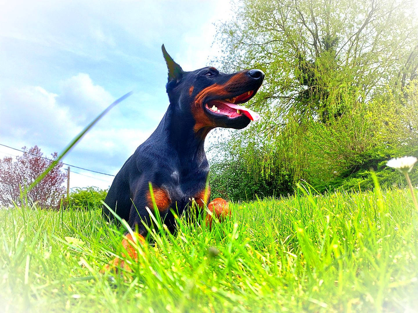 Ross participe au concours pour gagner de l'argent avec cette photo : canidae, carmine, carnivore, cloud, companion_dog, dog, dog_breed, dog_supply, fun, grass, grassland, guard_dog, happy, people_in_nature, plant, sky, snout, sporting_group, working_animal, working_dog