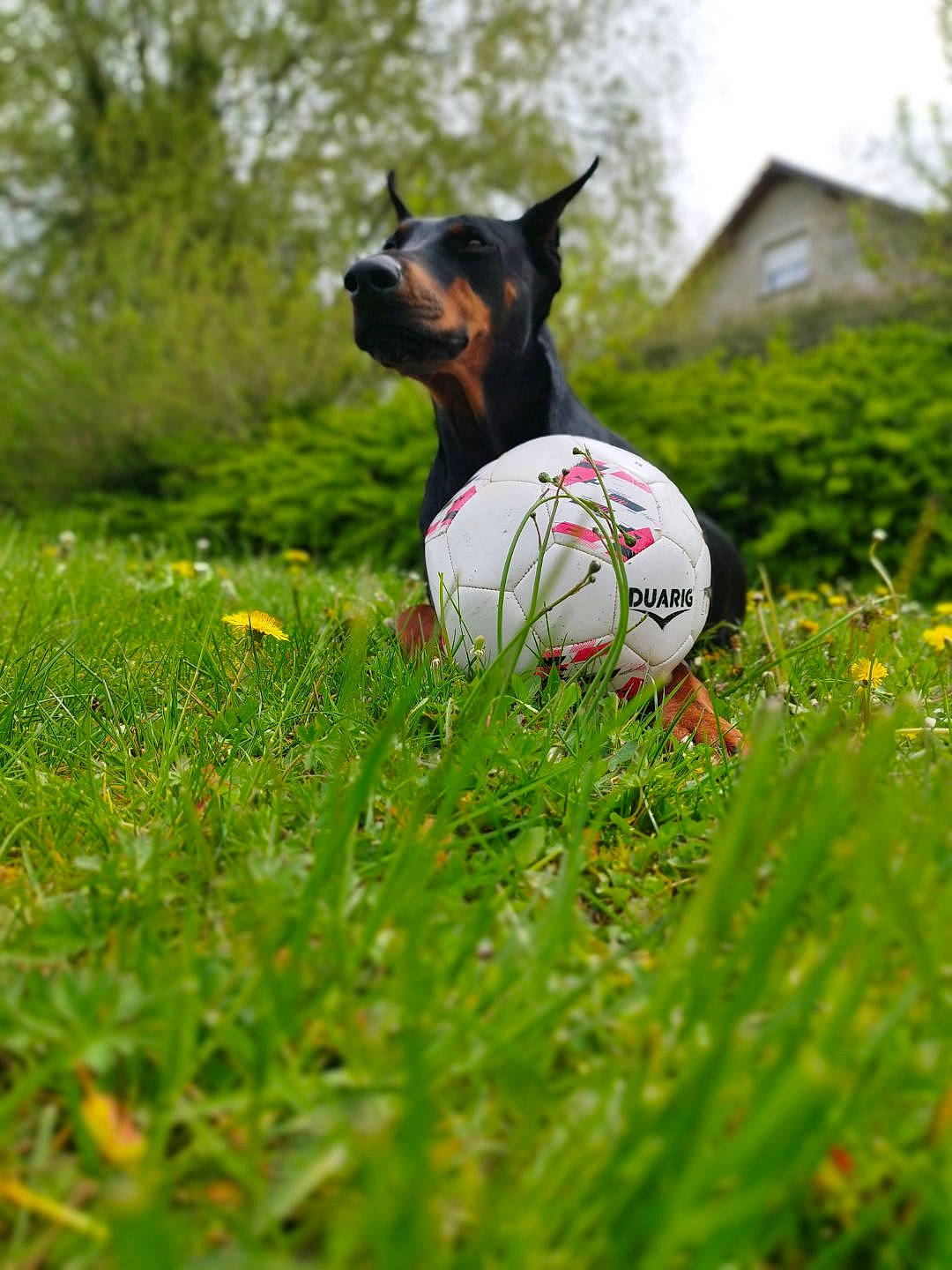 Ross participe au concours pour gagner de l'argent avec cette photo : ball, carnivore, companion_dog, dog, dog_breed, fawn, flower, football, grass, grass_family, grassland, groundcover, lawn, meadow, plant, sky, snout, sports_equipment, sunglasses, tree