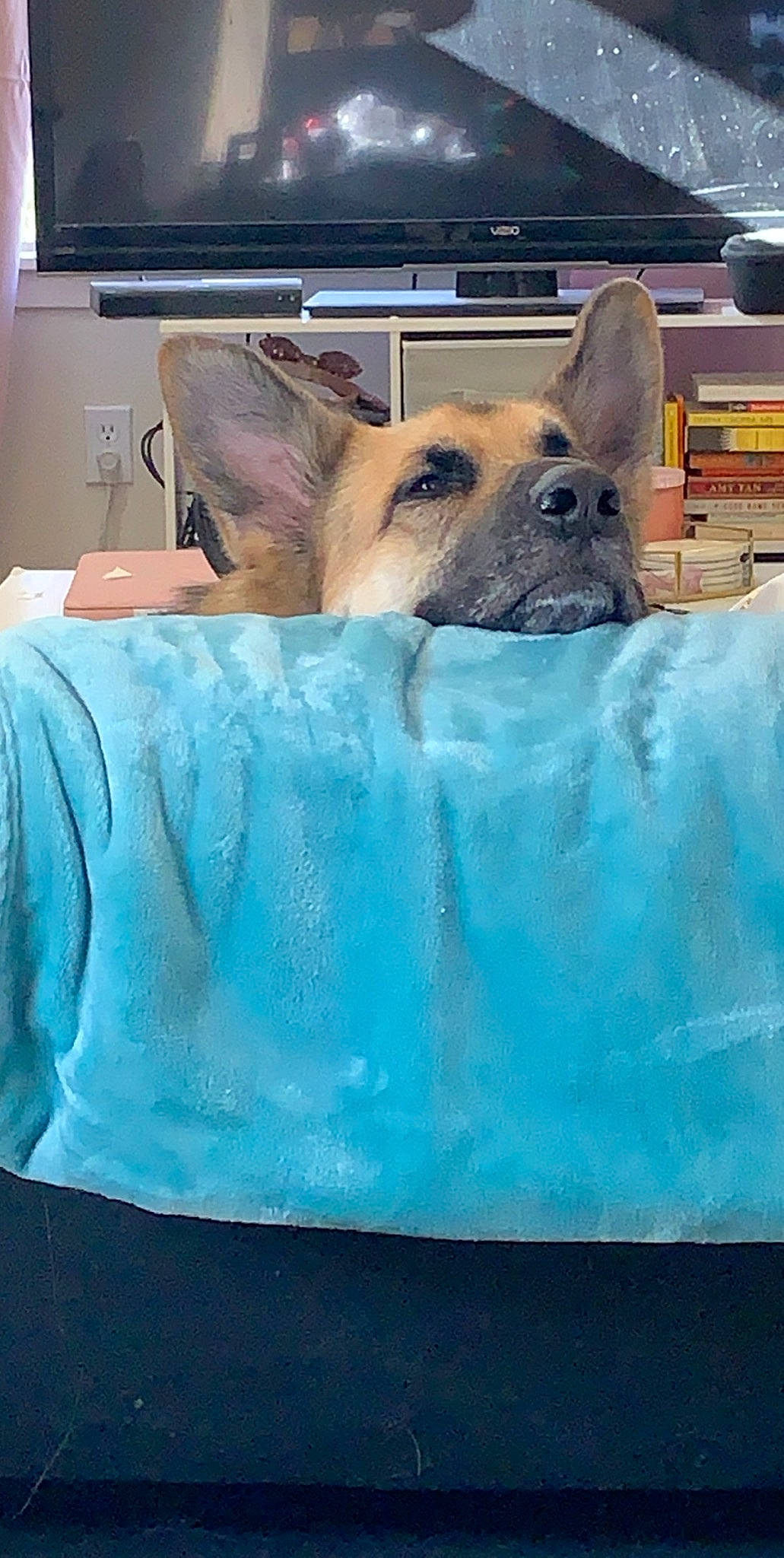 Killua joined the competition — help win amazing prizes! canidae, carnivore, companion_dog, dog, dog_breed, fawn, french_bulldog, mammal, non_sporting_group, snout