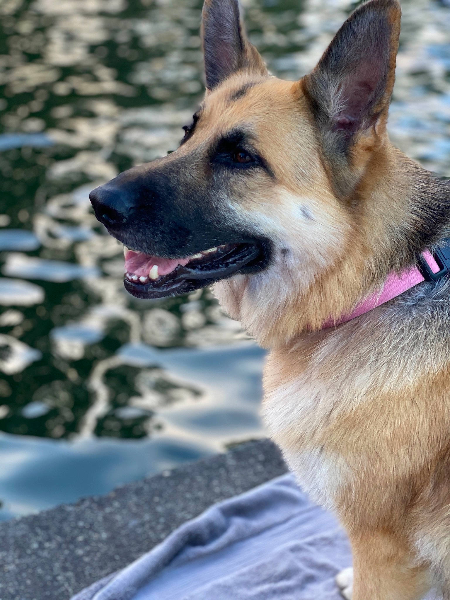 Killua is registered to the contest to win money with this photo: belgian_shepherd, belgian_shepherd_malinois, canidae, carnivore, dog, dog_breed, east_european_shepherd, fawn, german_shepherd_dog, king_shepherd, kunming_wolfdog, mammal, norwegian_elkhound, old_german_shepherd_dog, police_dog, rare_breed_dog, shiloh_shepherd_dog, snout, vertebrate, working_dog