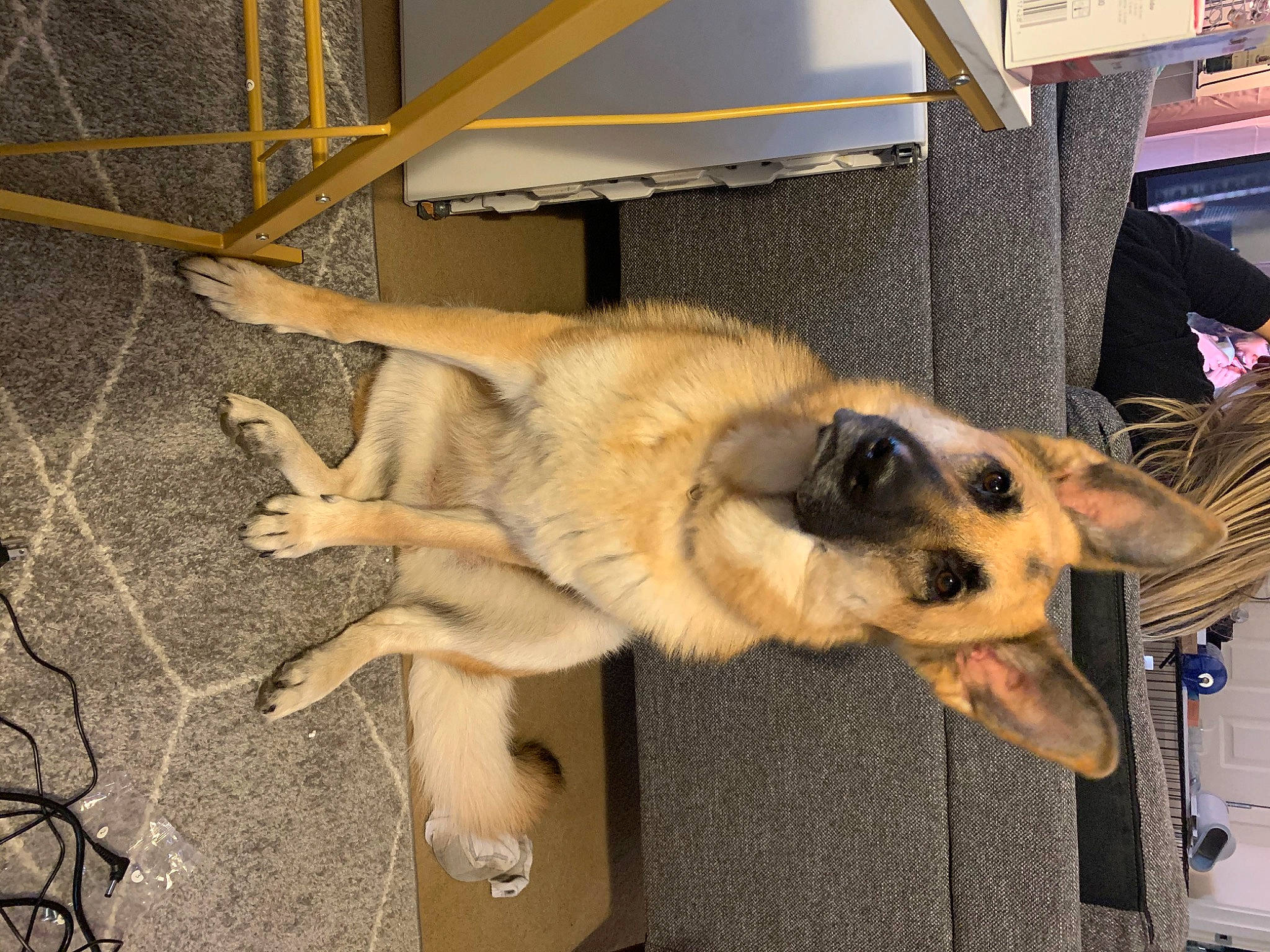 Killua is registered to the contest to win money with this photo: canidae, carnivore, dog, dog_breed, fawn, mammal, snout, street_dog, vertebrate