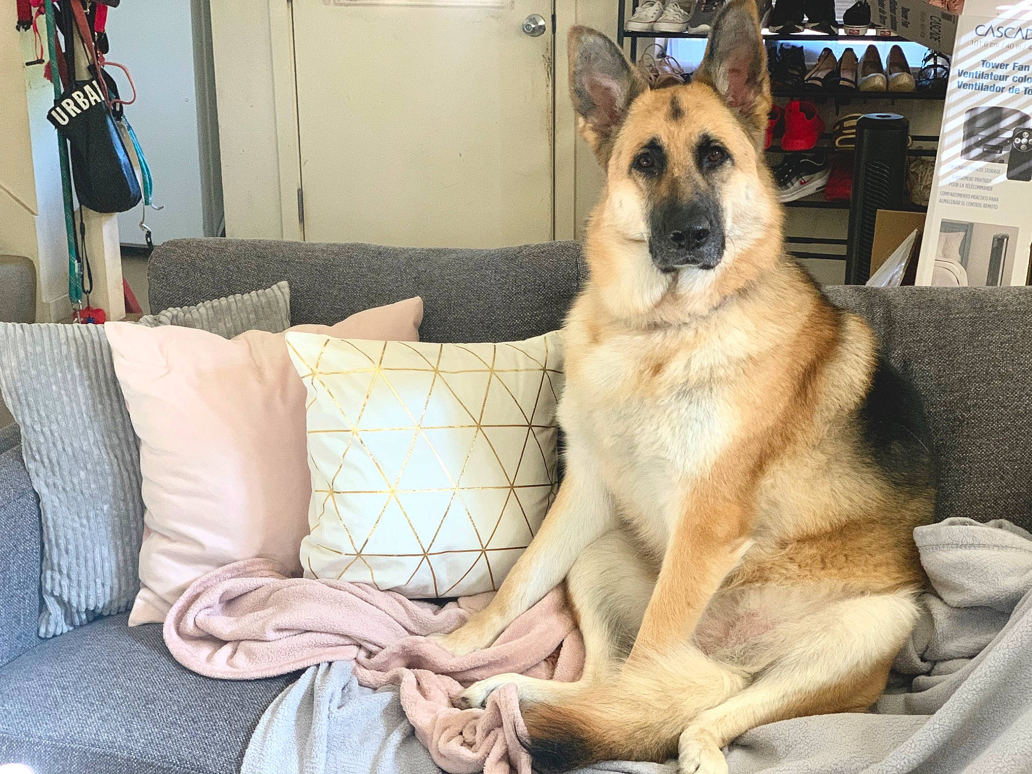 Killua is registered to the contest to win money with this photo: anatolian_shepherd_dog, ancient_dog_breeds, black_mouth_cur, canidae, carnivore, companion_dog, czechoslovakian_wolfdog, dog, dog_breed, east_european_shepherd, fawn, german_shepherd_dog, mammal, rare_breed_dog, snout, vertebrate, wolfdog, working_dog