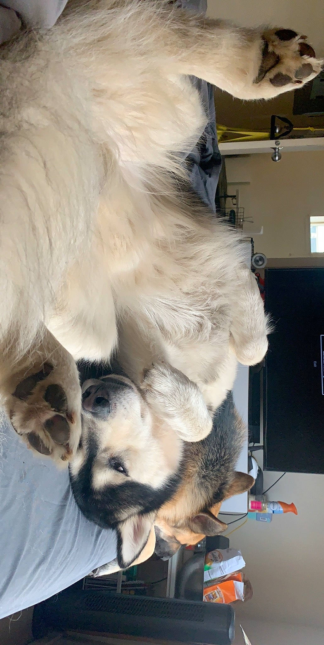 Miko joined the competition — help win amazing prizes! canidae, carnivore, dog, dog_breed, fawn, fur, snout, sporting_group