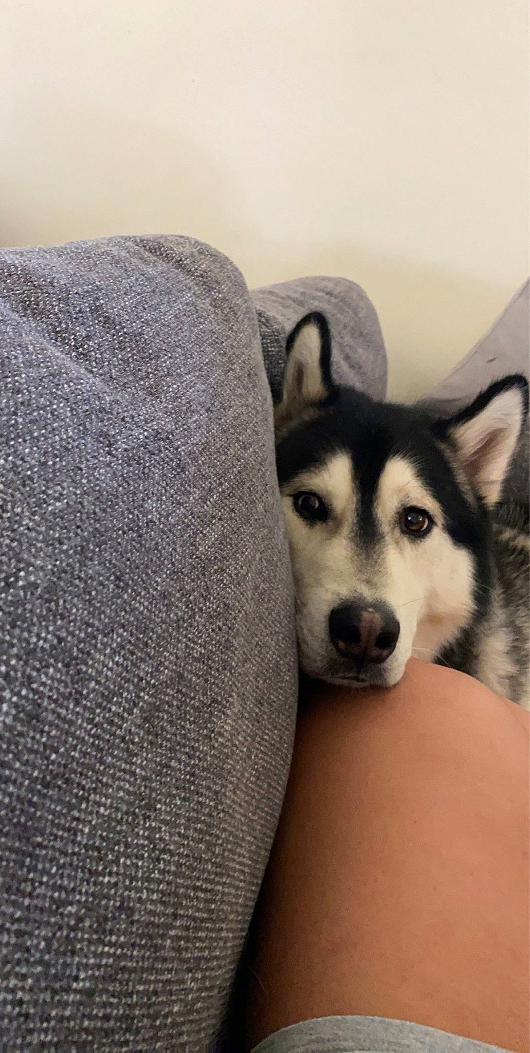 Miko is registered to the contest to win money with this photo: alaskan_klee_kai, alaskan_malamute, canadian_eskimo_dog, canidae, canis, carnivore, dog, dog_breed, labrador_husky, mammal, miniature_siberian_husky, northern_inuit_dog, rare_breed_dog, sakhalin_husky, seppala_siberian_sleddog, siberian_husky, sled_dog, snout, vertebrate, wolfdog