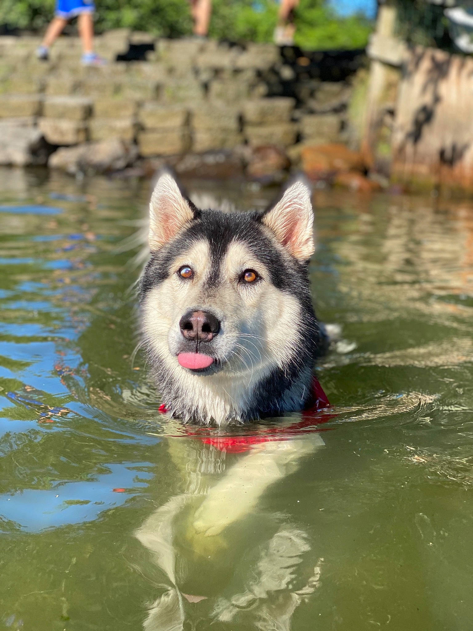 Miko joined the competition — help win amazing prizes! alaskan_malamute, canadian_eskimo_dog, canidae, carnivore, czechoslovakian_wolfdog, dog, dog_breed, east_siberian_laika, greenland_dog, mammal, native_american_indian_dog, northern_inuit_dog, saarloos_wolfdog, sakhalin_husky, seppala_siberian_sleddog, siberian_husky, sled_dog, tamaskan_dog, vertebrate, wolfdog