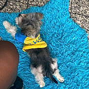 Bennie joined the competition — help win amazing prizes! dog, small_dog, yellow_shirt, blue_shirt, lying_down, blue_rug, shaggy_rug, fur, pet, indoor, floor, tiled_floor, animal, canine, resting, back_view, cozy, cute, colorful_clothing, fluffy