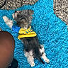 dog, small_dog, yellow_shirt, blue_shirt, lying_down, blue_rug, shaggy_rug, fur, pet, indoor, floor, tiled_floor, animal, canine, resting, back_view, cozy, cute, colorful_clothing, fluffy