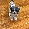 Bennie joined the competition — help win amazing prizes! dog, puppy, striped_shirt, wooden_floor, small_dog, curious, fluffy, pet, indoor, standing, brown, white, black, fur, cute, animal, companion, looking_up, adorable, friendly