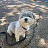 Bennie joined the competition — help win amazing prizes! animal, collar, cute, daytime, dog, fluffy, fur, grey, leash, nature, outdoor, pavement, pet, shadow, sidewalk, small_dog, sunlight, waiting, walking, white