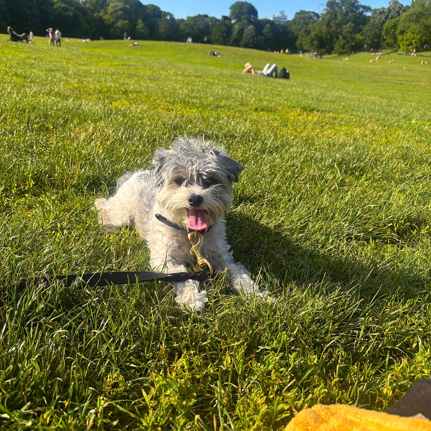 Bennie is registered to the contest to win money with this photo: dog, grass, park, sunny, leash, blue_sky, outdoor, pet, canine, relaxing, nature, summer, happy, animal, greenery, resting, playful, daylight, companion, friendly