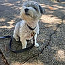 Bennie joined the competition — help win amazing prizes! animal, canine, collar, concrete, cracks, curly_fur, cute, daylight, dog, fur, leash, nature, outdoor, pavement, pet, shadow, sidewalk, sitting, small_dog, sunlight