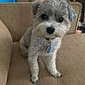 animal_portrait, beige, collar, companion, couch, curious, curly_fur, cute, dog, domestic_animal, fluffy, front_paws, furniture, indoor, living_room, looking_at_camera, pet, sitting, small_dog, tag