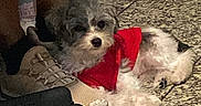 Bennie is registered to the contest to win money with this photo: dog, small_dog, red_vest, floor, person, legs, shoe, office_chair, chair_wheel, blue_fuzzy_object, indoor, pet, fur, cute, resting, looking_at_camera, tile_floor, casual, relaxed, home