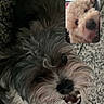 Bennie joined the competition — help win amazing prizes! dog, video_call, screenshot, curly_fur, gray_fur, white_fur, pet, smiling_dog, indoor, floor, tile, close_up, animal, face, canine, cute, happy, companion, technology, screen