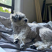 Bennie is registered to the contest to win money with this photo: animal, bed, blanket, comfort, cozy, curly_fur, dog, fur, home, indoor, light, mirror, paw, pet, quiet, reflection, relaxed, resting, sleepy, window